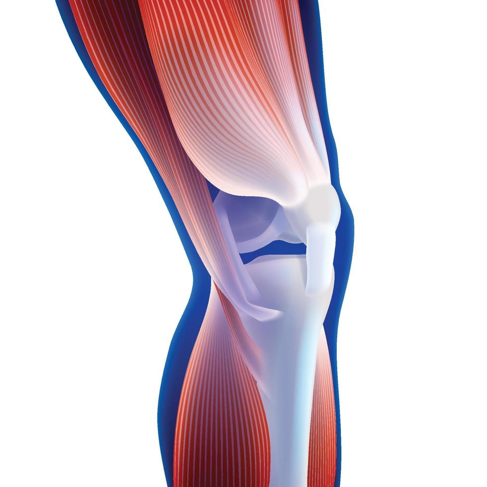 Illustration 3d des muscles de la cuisse et du mollet reliés à l'os du genou sur fond bleu foncé. vecteur