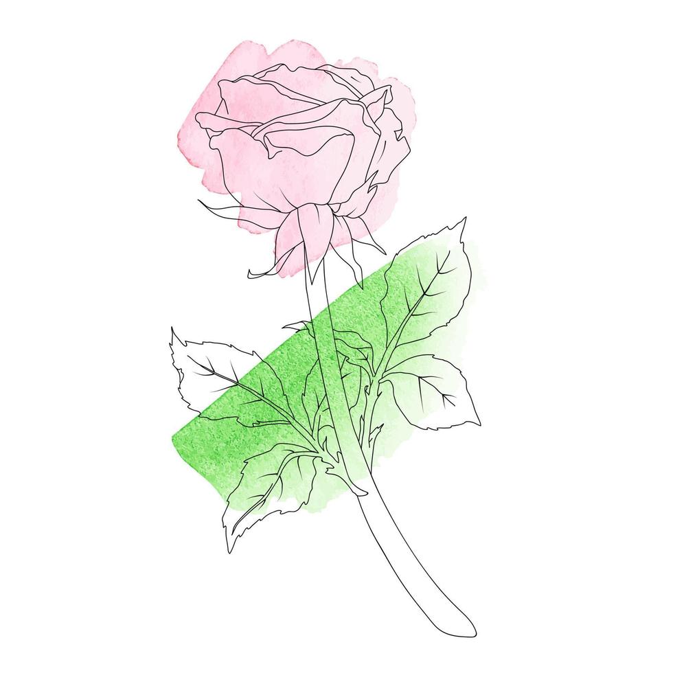 illustration de une Rose avec tige et feuilles dans ligne art style avec aquarelle taches.main tiré fleur. vecteur
