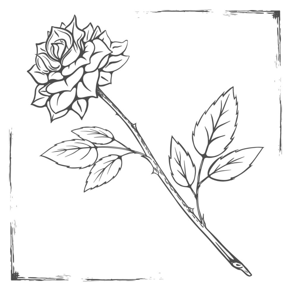 Rose esquisser avec rétro Cadre main dessiné. décoratif éléments pour tatouage, salutation carte, mariage invitation. isolé sur blanc Contexte. vecteur. vecteur