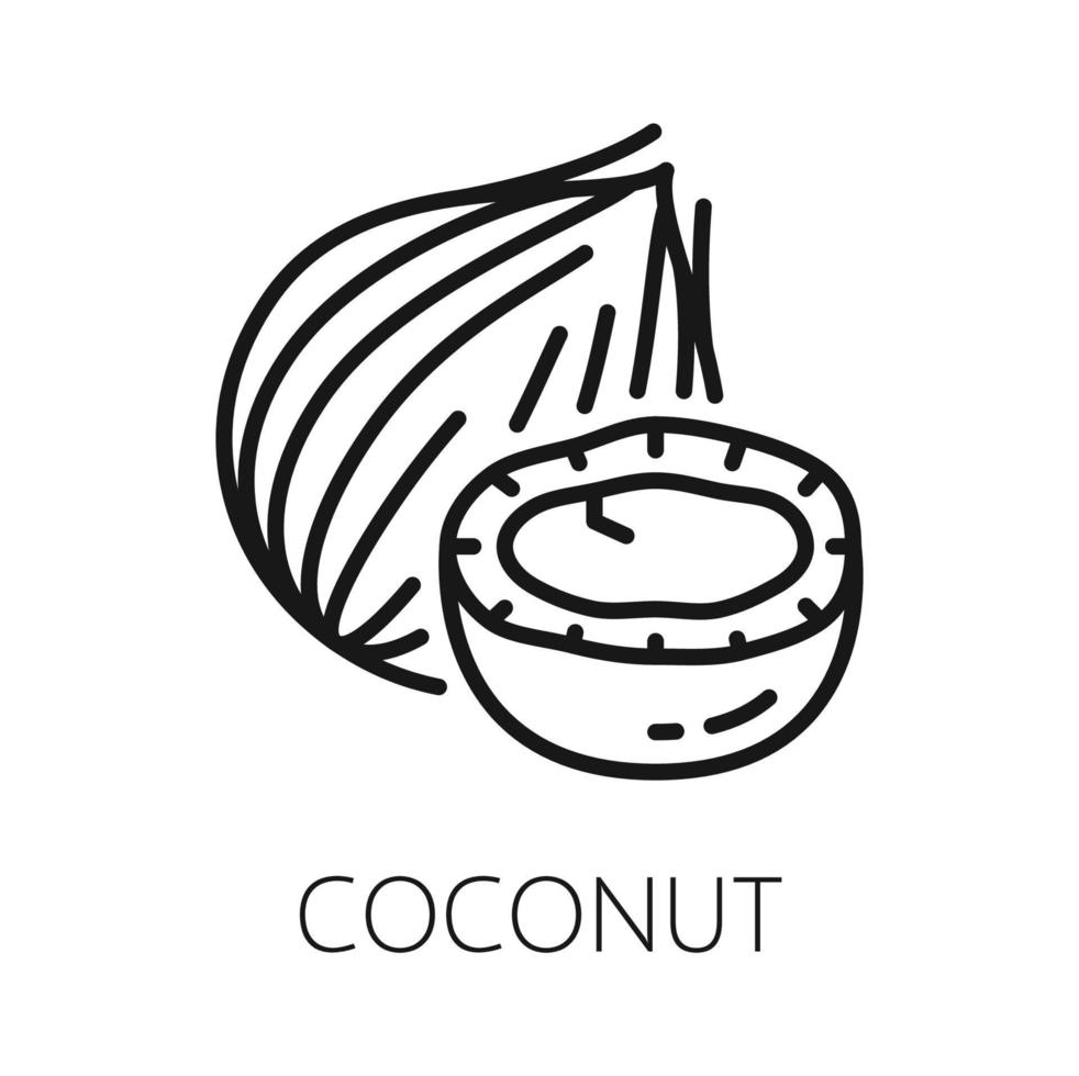 noix de coco fruit dans coquille de noix isoler contour coco écrou vecteur