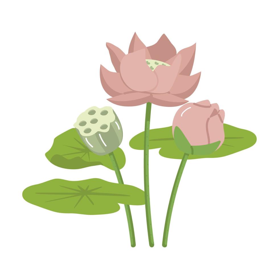 rose lotus fleurs avec tiges et feuilles vecteur
