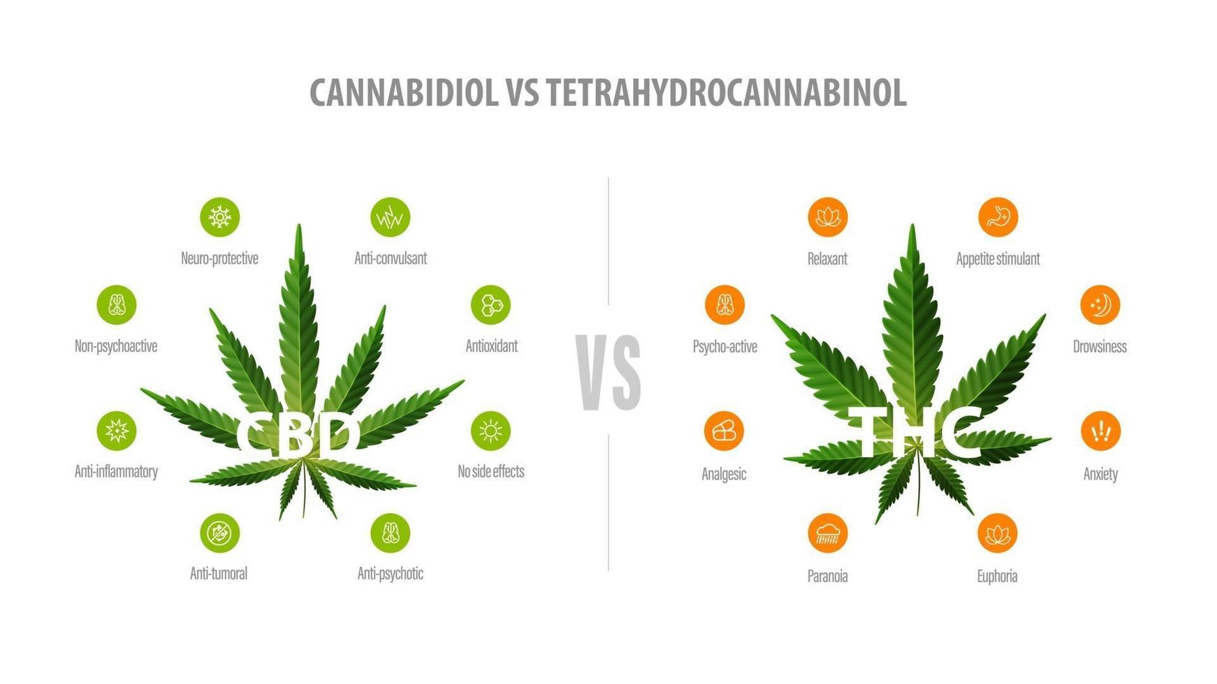 bannière blanche avec comparaison cbd et thc. cbd vs thc, liste des différences avec des icônes et des feuilles vertes de cannabis et de chanvre. vecteur