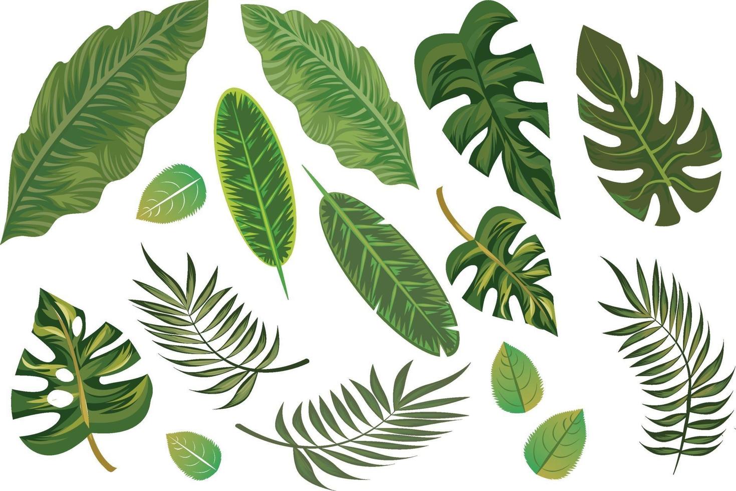 Éléments de feuilles tropicales dessinés à la main isolés vecteur