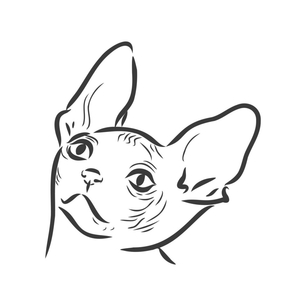 illustration vectorielle d'un chat sphynx avec une doublure isolée sur fond blanc. pour l'impression sur vêtements, papier, logo, icône, vierge pour les designers t-shirts, vaisselle, lit vecteur