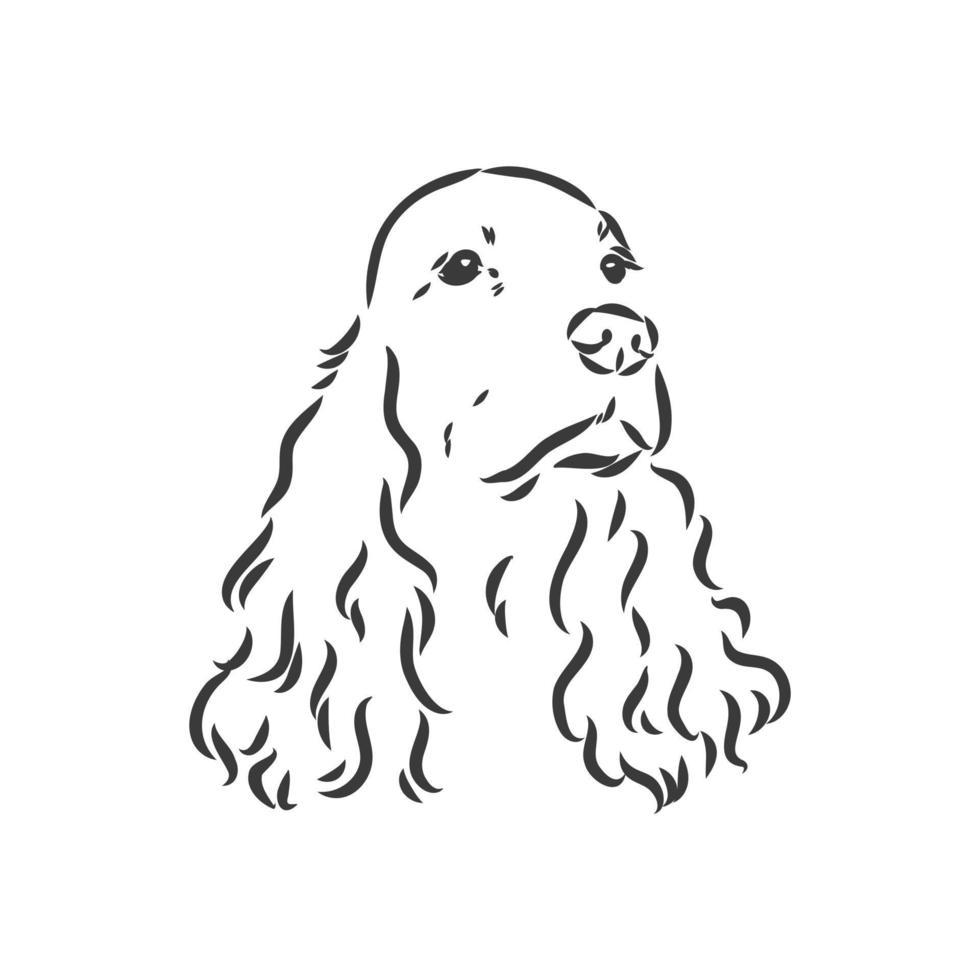 Museau de race de chien cocker spaniel, croquis de graphiques vectoriels dessin noir et blanc vecteur