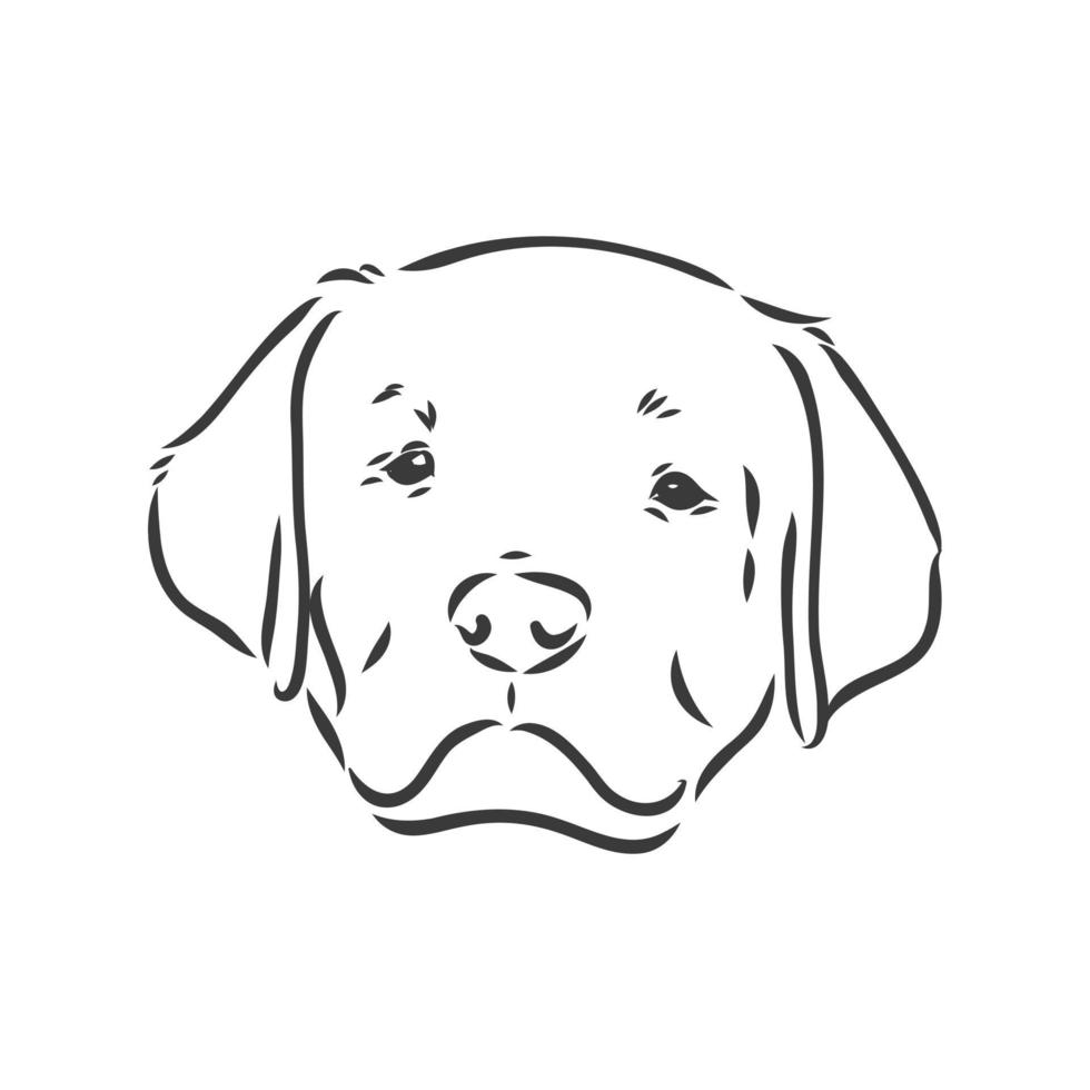 image vectorielle d'un chien labrador sur fond blanc. croquis de vecteur labrador sur fond blanc