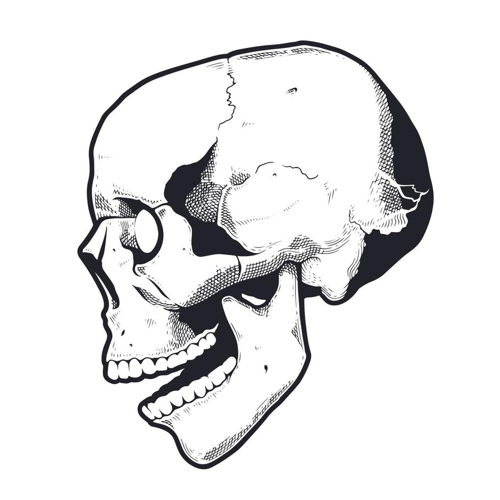 crâne de style gravure avec bouche ouverte vecteur