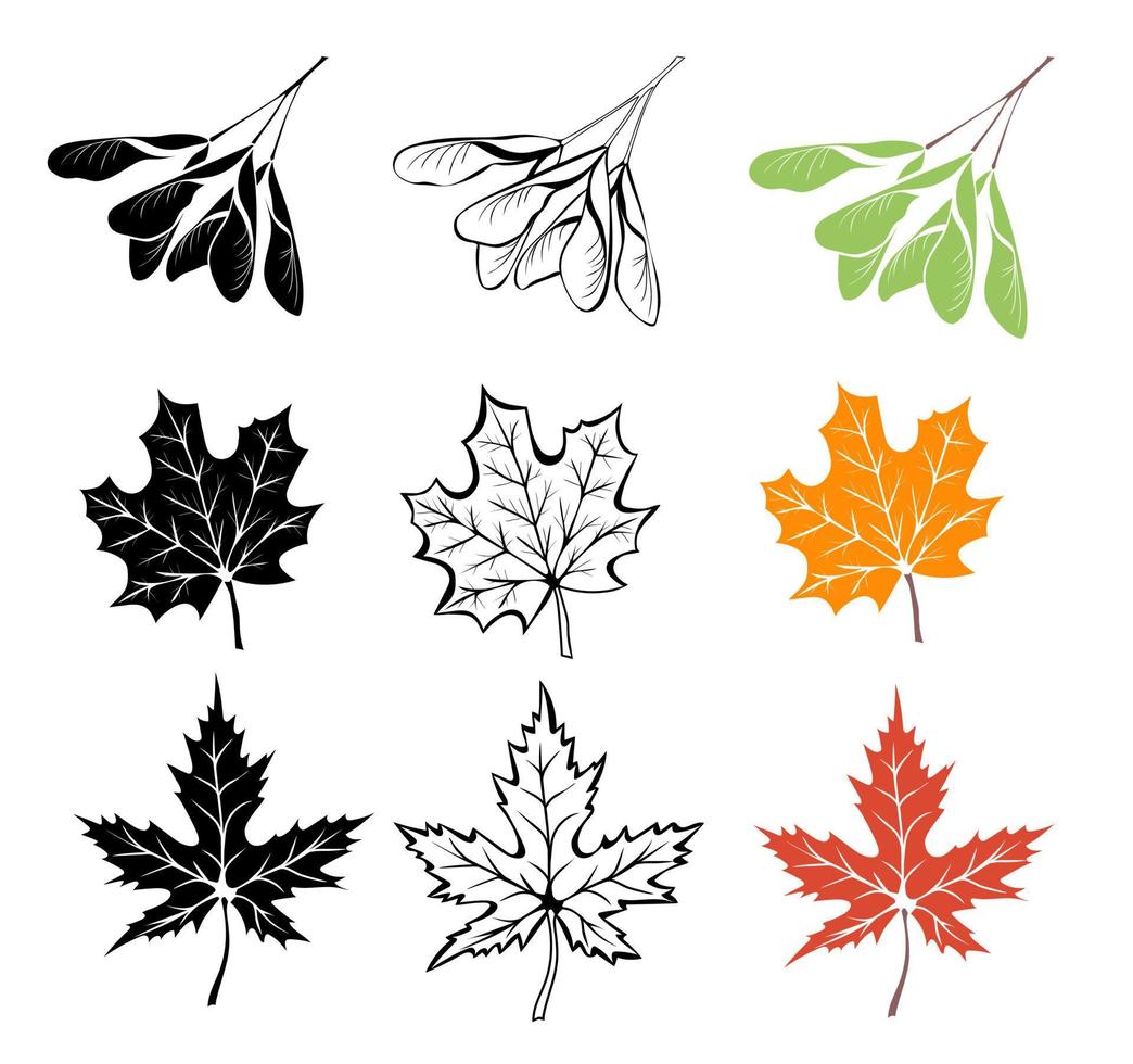 érable feuilles et des graines contour, dans silhouette et coloré isolé sur blanc Contexte vecteur