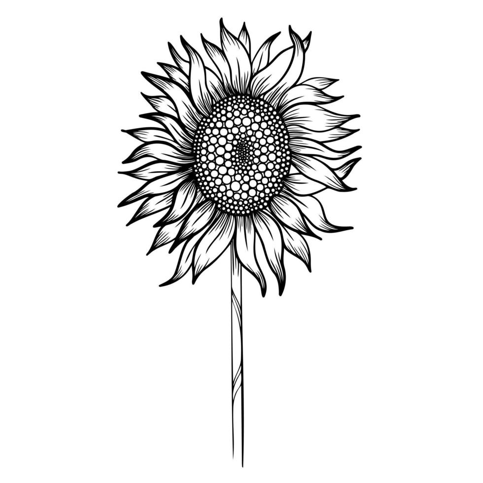 ligne art clipart avec tournesol vecteur