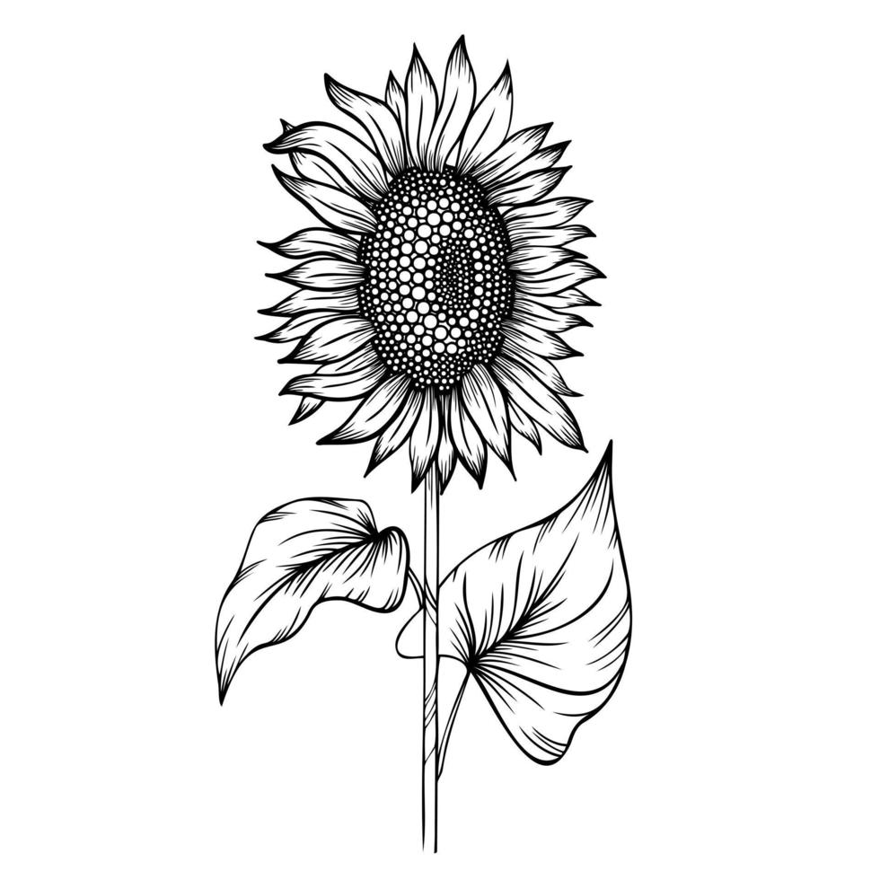 ligne art clipart avec tournesol vecteur