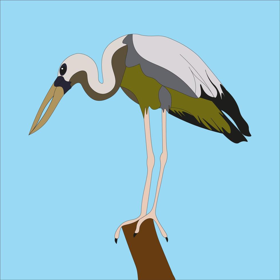 illustration le asiatique bec ouvert cigogne est une patauger oiseau. cette cigogne est a trouvé dans le Indien sous-continent et sud-est Asie. vecteur