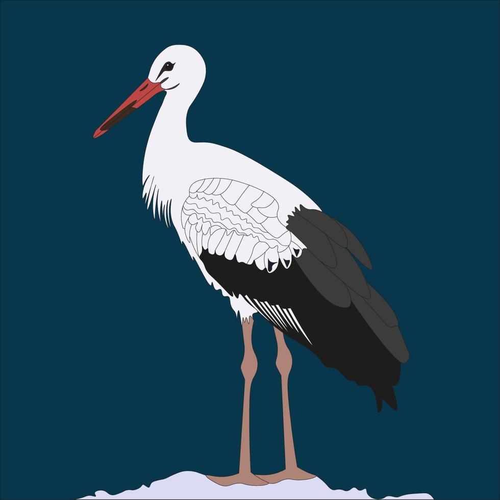 blanc cigogne illustration est une grand migratoire oiseau. cette oiseau est propager dans L'Europe  et le milieu est vecteur