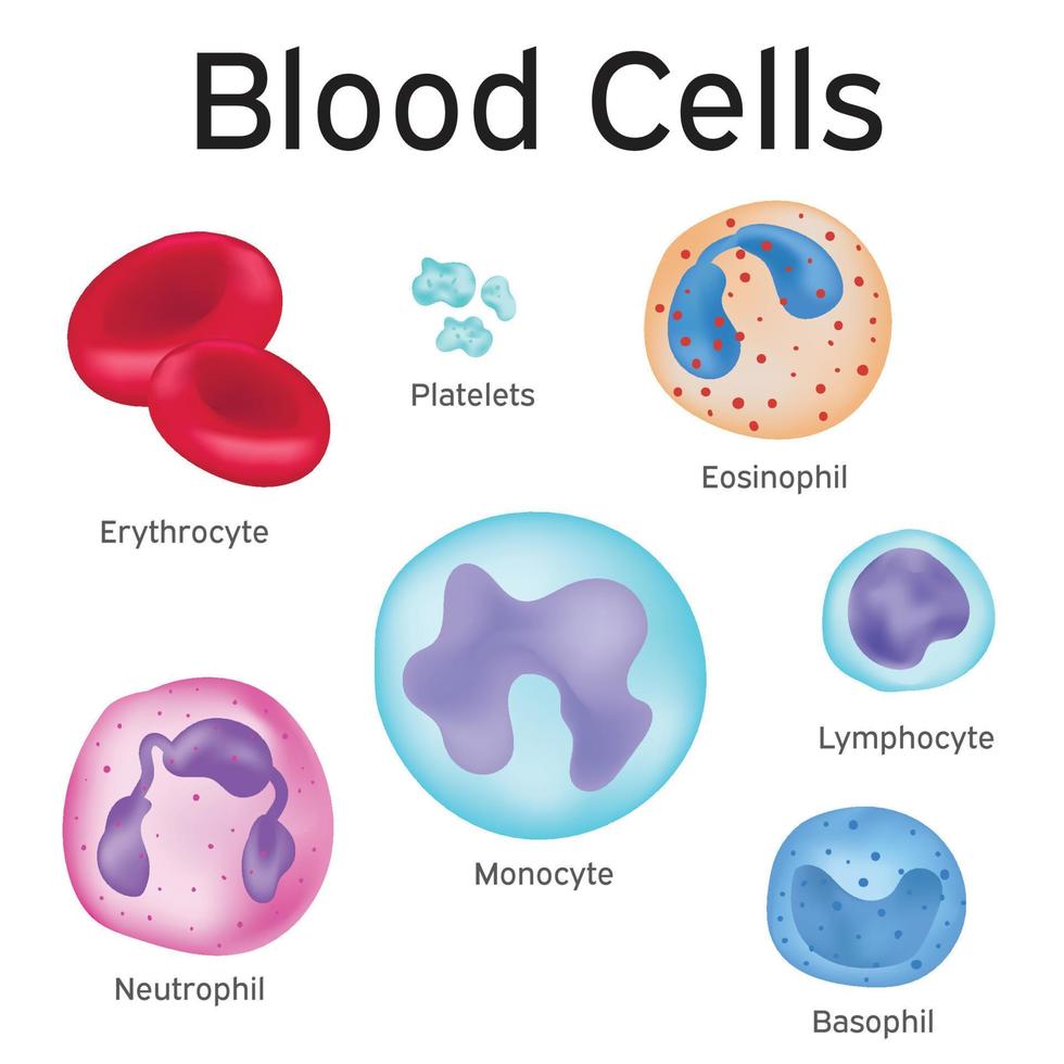 les types de cellules dans votre sang. vecteur