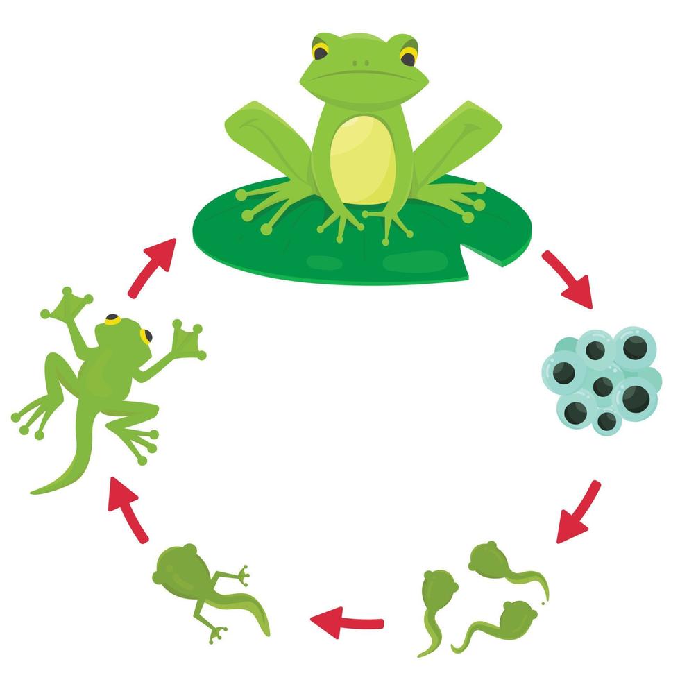 la vie cycle de une grenouille. vecteur