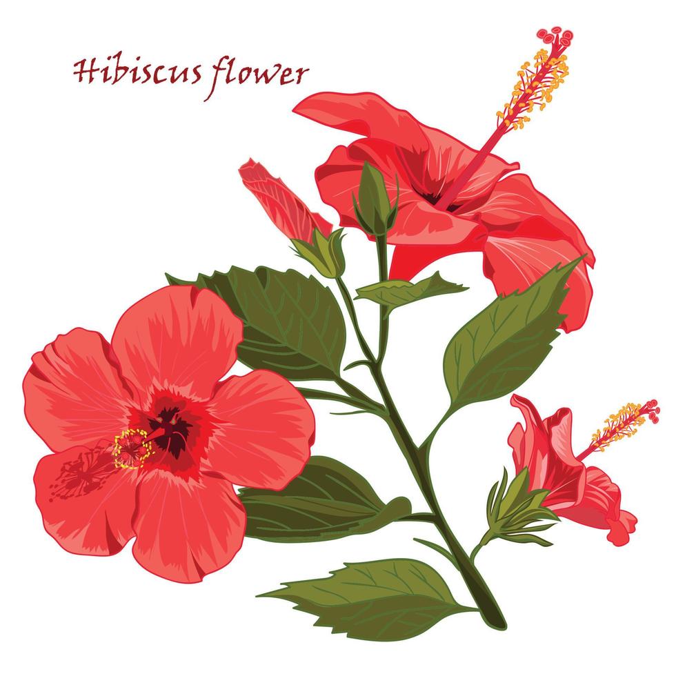 hibiscus fleur dans réaliste dessiné à la main style isolé sur blanc Contexte vecteur