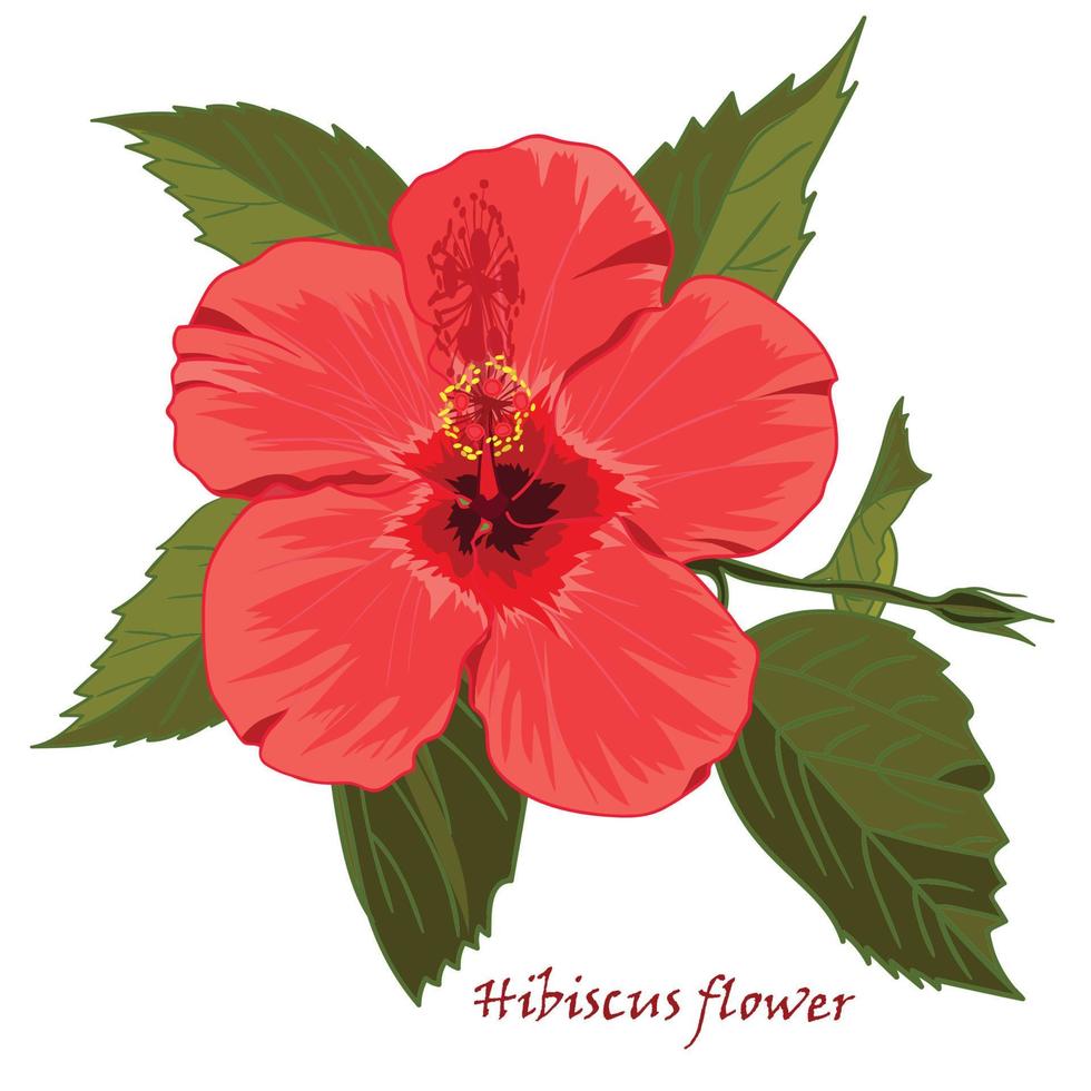 hibiscus fleur dans réaliste dessiné à la main style isolé sur blanc Contexte. vecteur