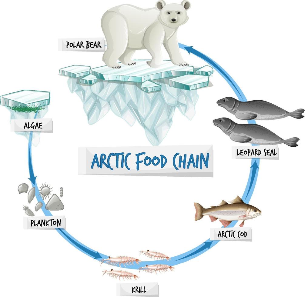 concept de diagramme de chaîne alimentaire arctique vecteur