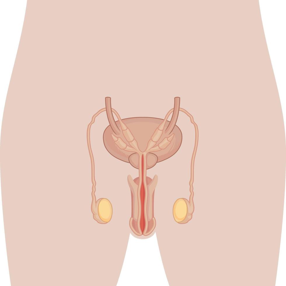 système reproducteur masculin, organe, organe, diagramme, diagramme, vecteur