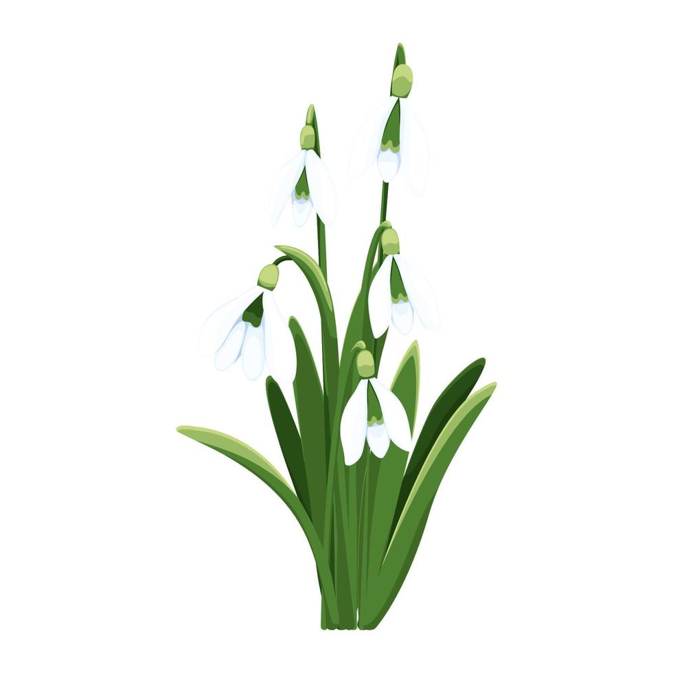 magnifique vecteur perce-neige. premier printemps fleurs. clipart. délicat perce-neige fleurs pour votre conception