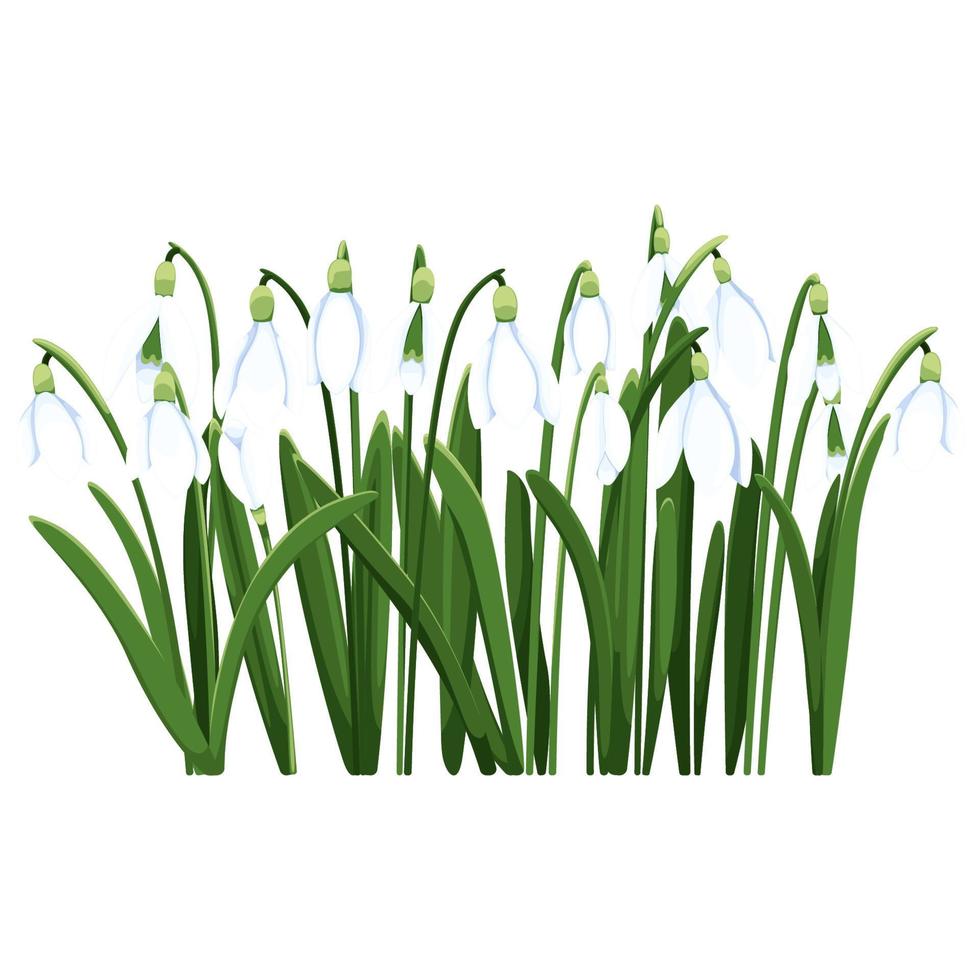 magnifique vecteur perce-neige. premier printemps fleurs. clipart. délicat perce-neige fleurs pour votre conception