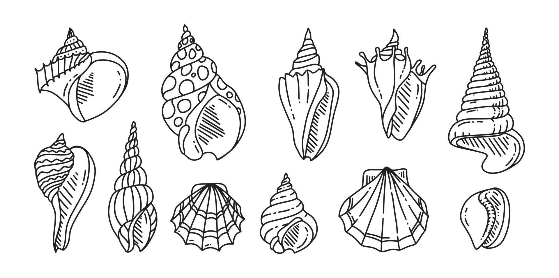 ensemble de griffonnage de coquille de mer. divers coquillages dans les grandes lignes. dessiné à la main. vecteur