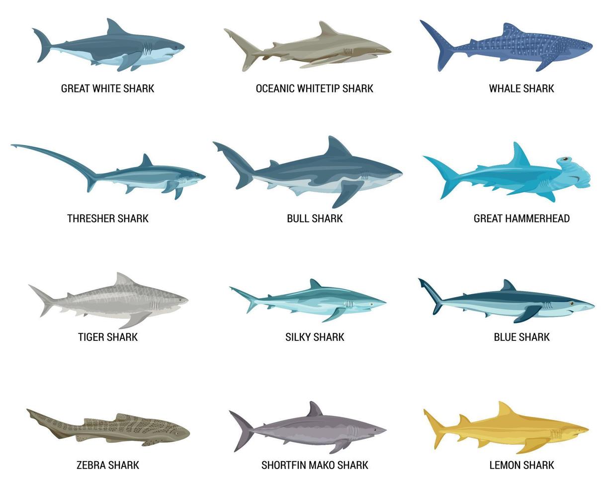 plat les requins icône ensemble vecteur