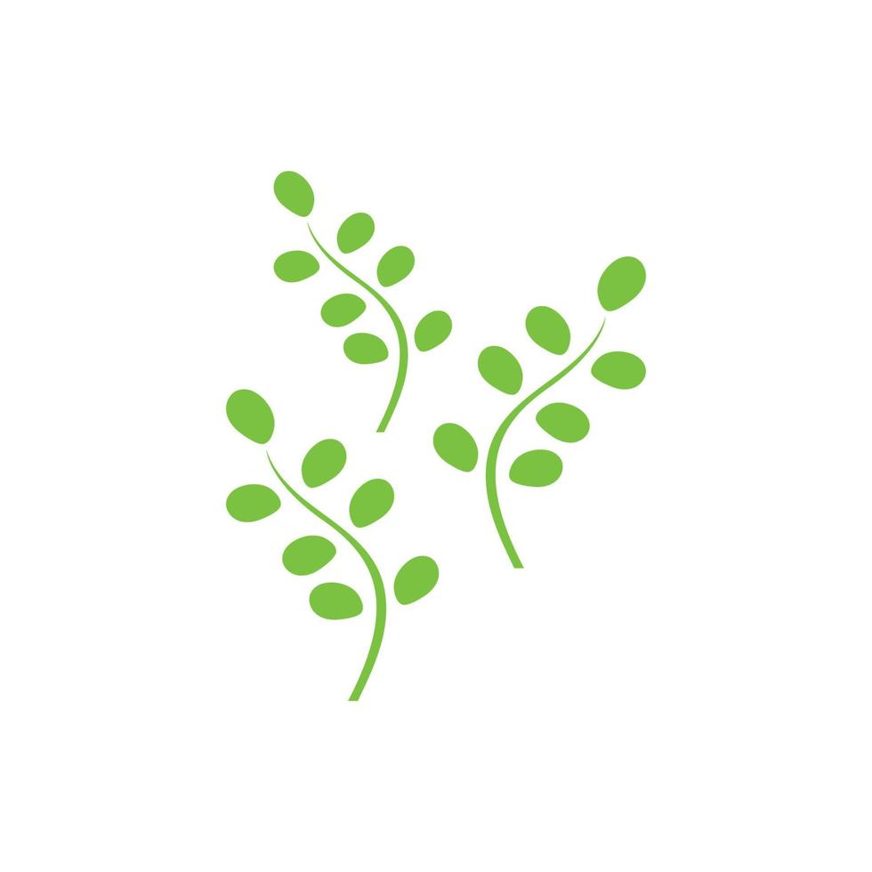 vert Naturel moringa feuille logo modèle isolé sur blanc Contexte. vecteur