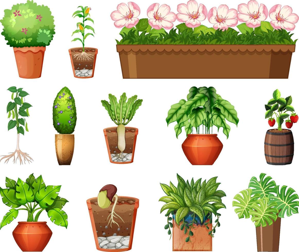 ensemble de différentes plantes en pots isolé sur fond blanc vecteur