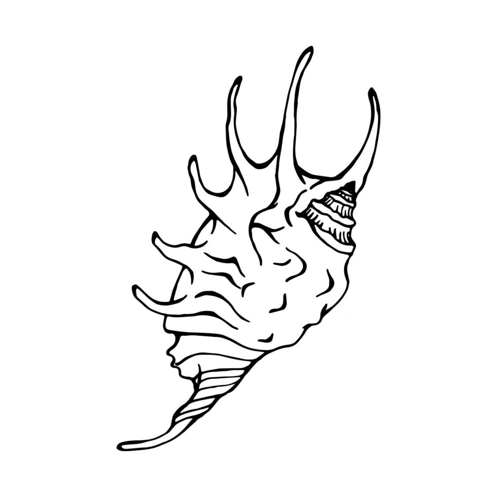 coquillages. illustration vectorielle dessinés à la main dans le style de croquis. vecteur