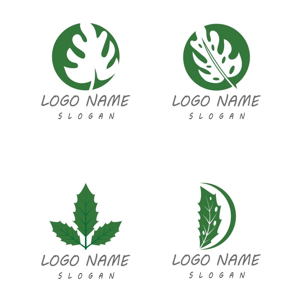 conception de vecteur de logo feuille monstera