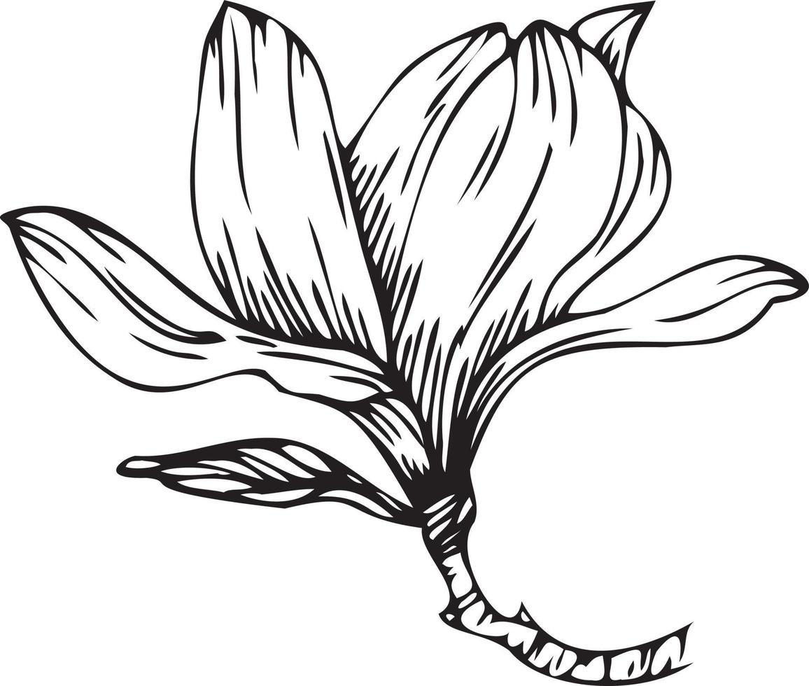 linéaire magnolia fleur. main tiré illustration. vecteur