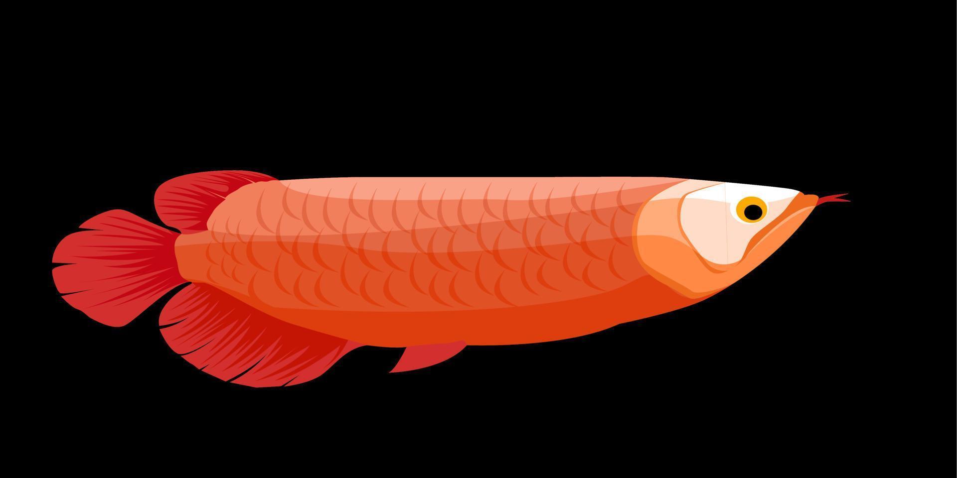 illustration de arowana poisson avec Orange Balance vecteur