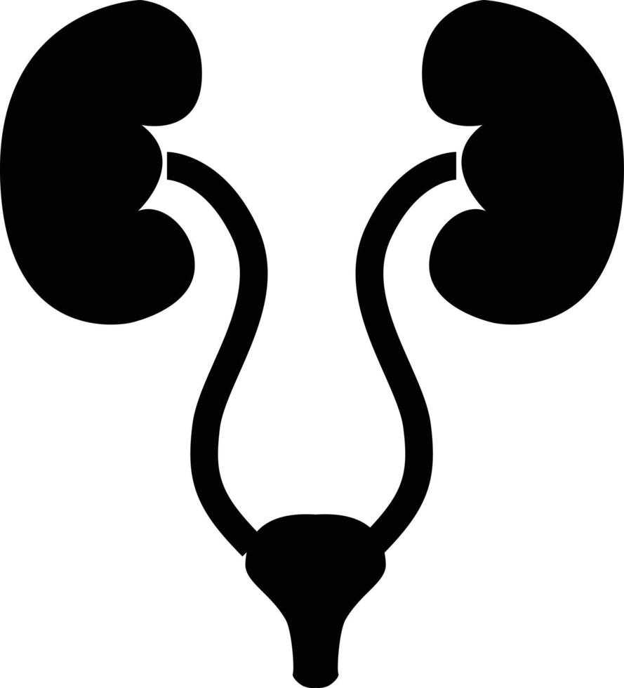 Humain reins et vessie icône sur blanc Contexte. urologie logo concept. urologie signe. urinaire système symbole. plat style. vecteur