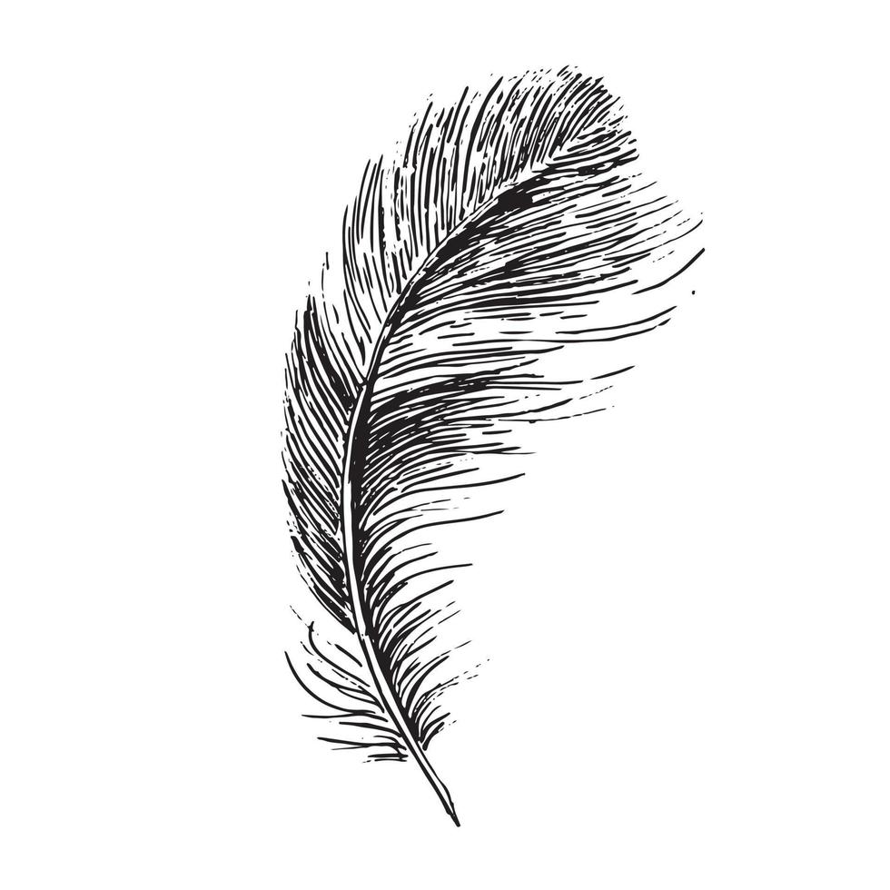 plumes sur fond blanc. style de croquis dessiné à la main. vecteur