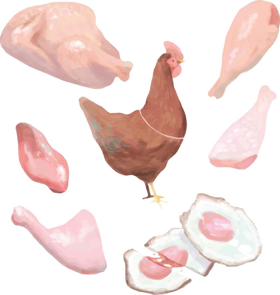 ensemble de viande de poulet, style aquarelle vecteur