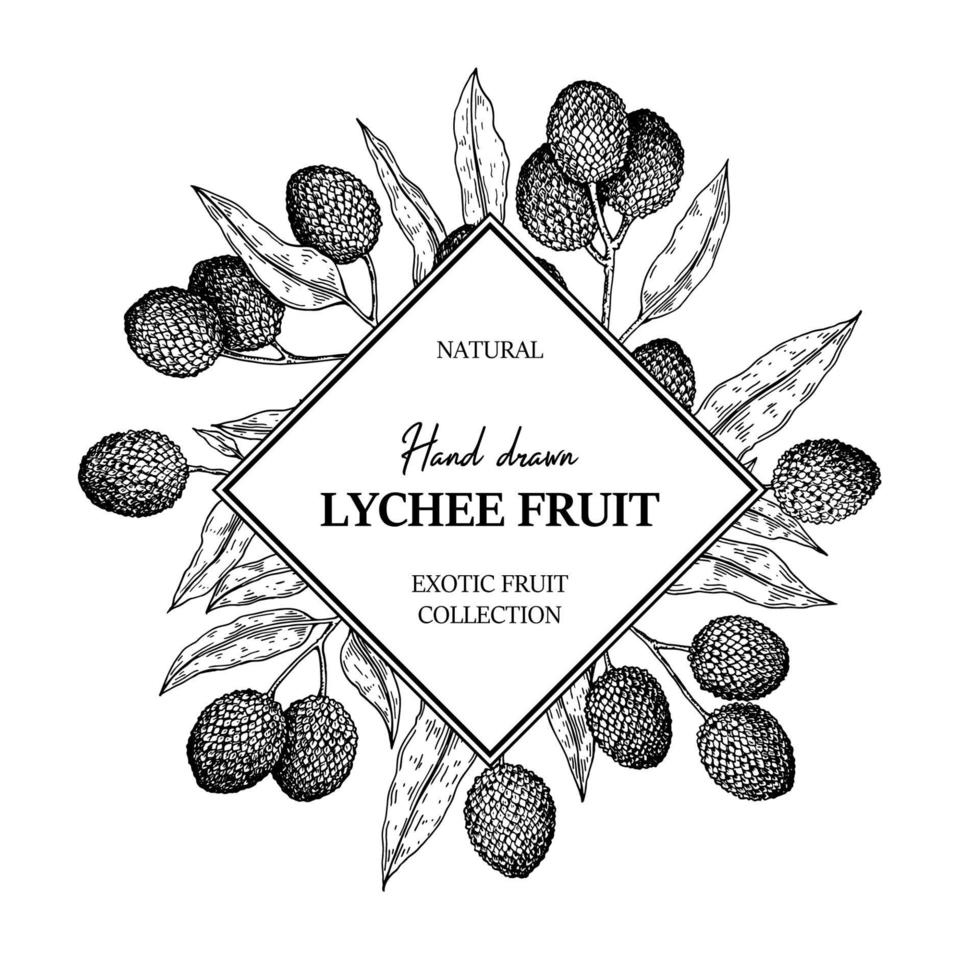 conception de litchi dessiné à la main pour l'emballage, les bannières, la publicité, les newsletters. illustration vectorielle dans le style de croquis vecteur