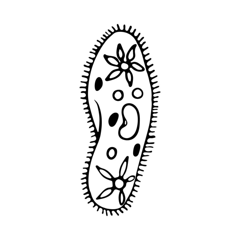 infusoires pantoufle. unicellulaire organisme griffonnage icône vecteur