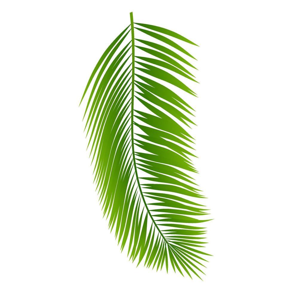 calathea orné à fines rayures calathea feuilles, tropical feuillage isolé sur blanc arrière-plan, avec coupure chemin vecteur