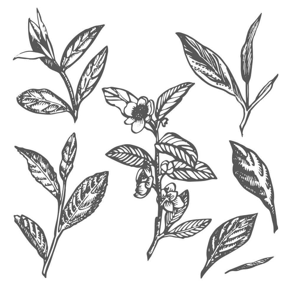 branche et thé feuilles. vert thé. vecteur main tiré illustration.
