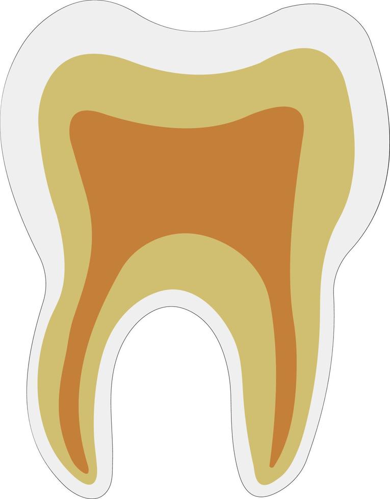 anatomique forme dent dentine émail pulpe vecteur