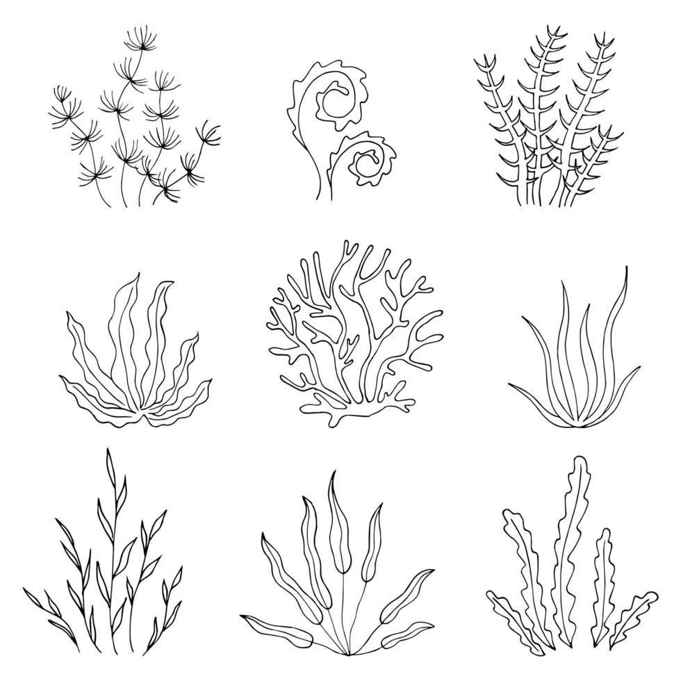 collection d'algues. plantes dans la mer. vecteur