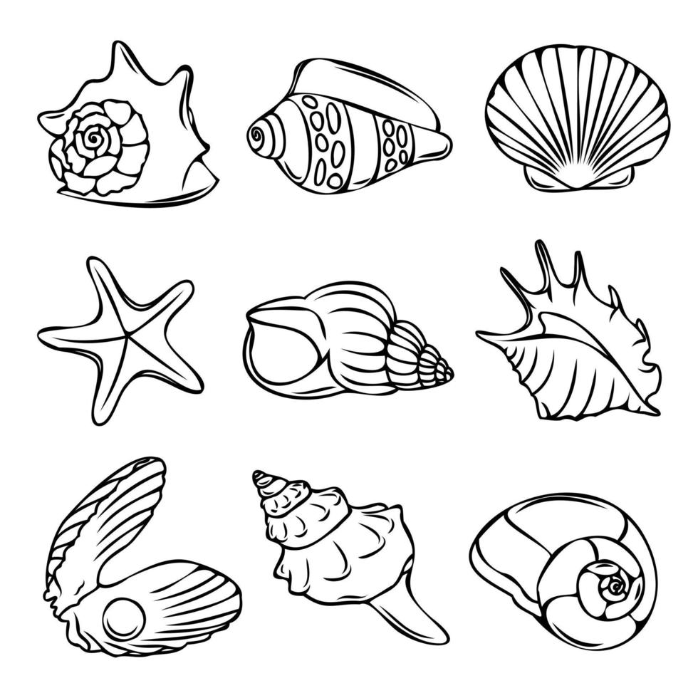 collection de vecteur coquillages et étoiles. Marin illustration pour coloration livres. le contours de le mollusques supporter en dehors contre une blanc Contexte.