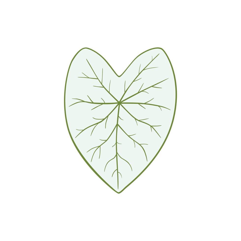 caladium candidose, blanc feuille avec vert stries vecteur