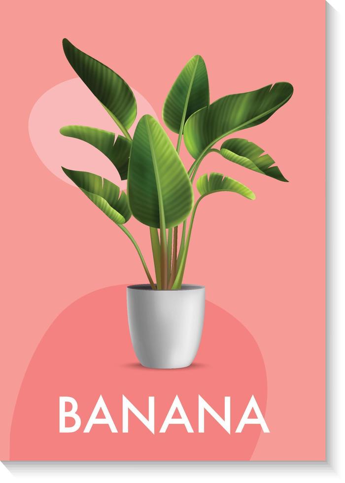 banane plante pour intérieur vecteur