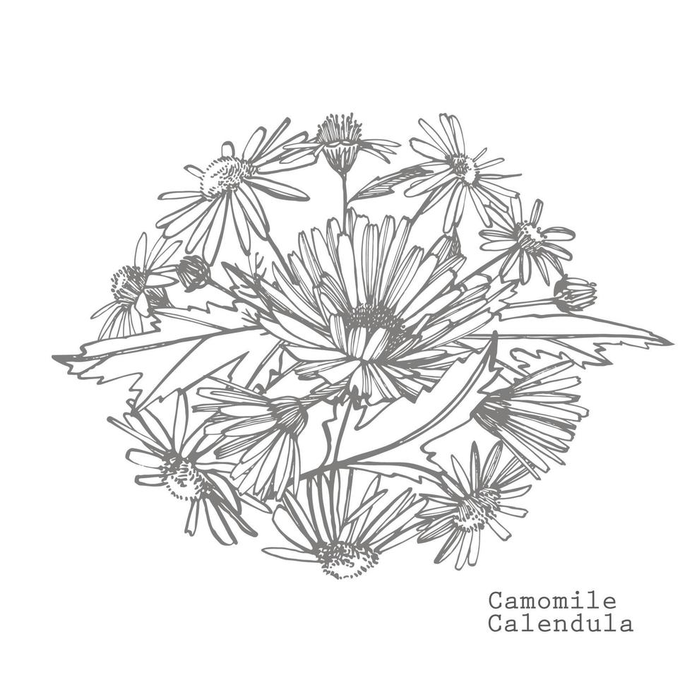 camomille. collection de main tiré fleurs et les plantes. botanique. ensemble. ancien fleurs. noir et blanc illustration dans le style de gravures. vecteur