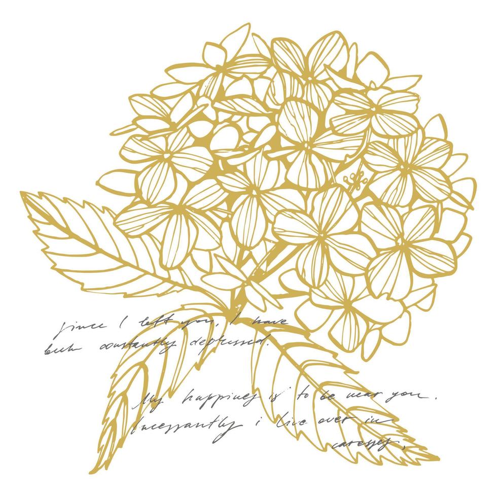 hortensia graphique illustration dans ancien style. fleurs dessin et esquisser avec dessin au trait sur blanc arrière-plans. botanique plante illustration vecteur