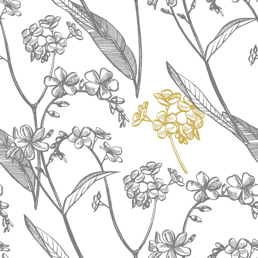 ne m'oublie pas fleurs. botanique illustration. bien pour produits de beauté, médecine, traiter, aromathérapie, allaitement, paquet conception, champ bouquet sans couture motifs vecteur