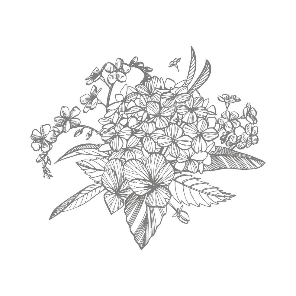 hortensia graphique illustration dans ancien style. fleurs dessin et esquisser avec dessin au trait sur blanc arrière-plans. botanique plante illustration. manuscrit abstrait texte vecteur