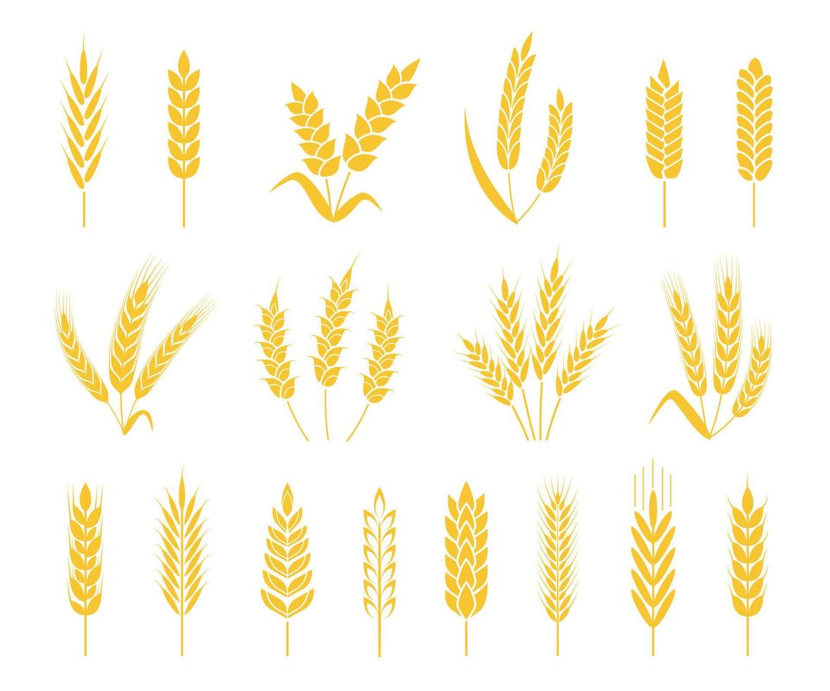 blé oreilles. riz ou orge cultures, gerbe de blé oreille, céréales et céréales. biologique grain oreille, agriculture récolte, boulangerie icône vecteur ensemble