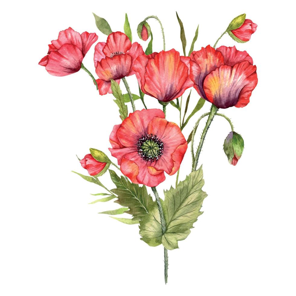 rouge coquelicot fleurs aquarelle illustration, main peint fleurs sauvages bouquet. parfait pour mariage faire-part, de mariée douche et floral salutation cartes vecteur